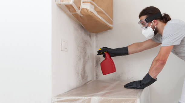 Professional Attic Mold Removal technician working in Closter, NJ