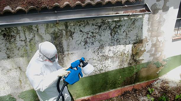 Trusted Attic Mold Removal service in Closter, NJ - Cheap Mold Removal